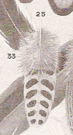 Pattern 25 elongated spangle as in buttercups.jpg