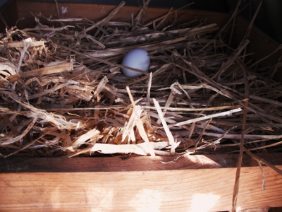 Blue Egg Laid In Recycled Nesting Box.JPG