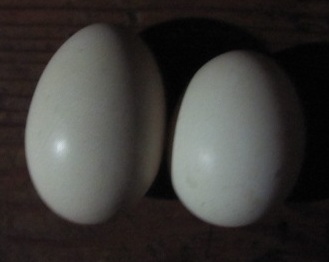 eggs 004.jpg