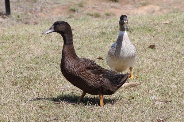 nine+weeks old ducklings.jpg