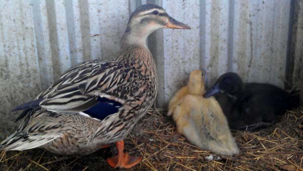 Miss Mallard with bigger babies.jpg