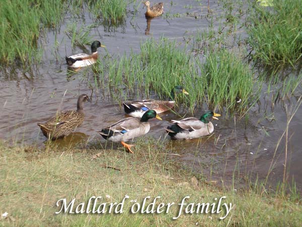 Ducks (6) Mallard older Birds.jpg