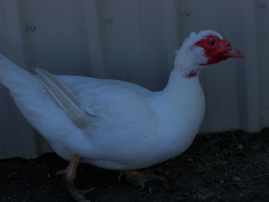 poultry 006 (540x406).jpg