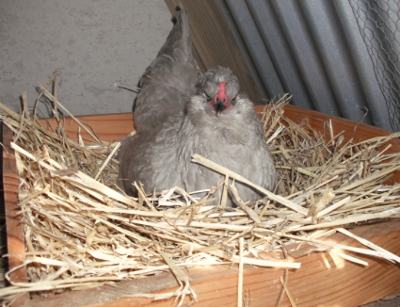 Happy Hen Laying In The Recycled Nesting Box.JPG