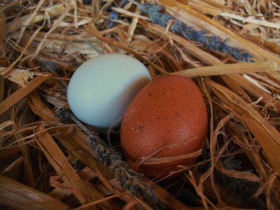 Eggscitement In The Nesting Box.jpg