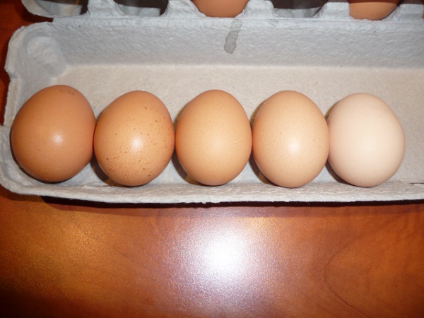Change in egg colour over 5 days.JPG