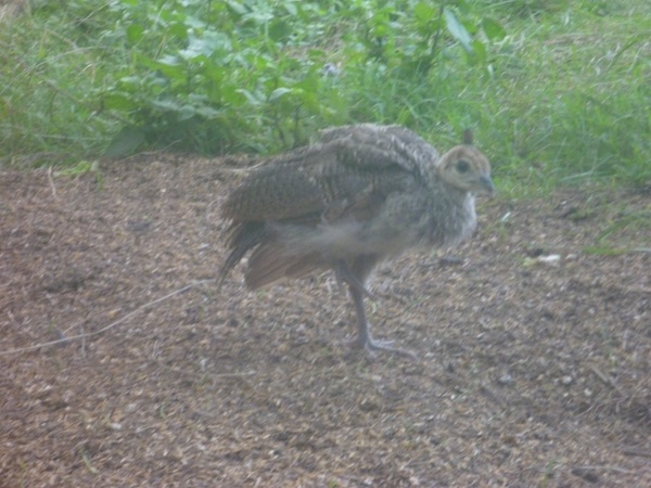 Peachick 1.jpg