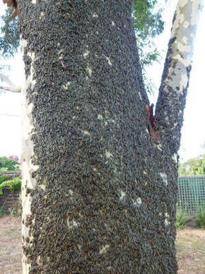 Invasion of The Plague Soldier Beetles (3).JPG