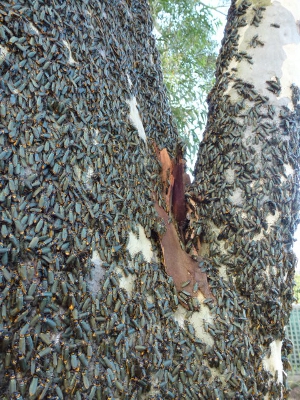 Invasion of The Plague Soldier Beetles (2).JPG