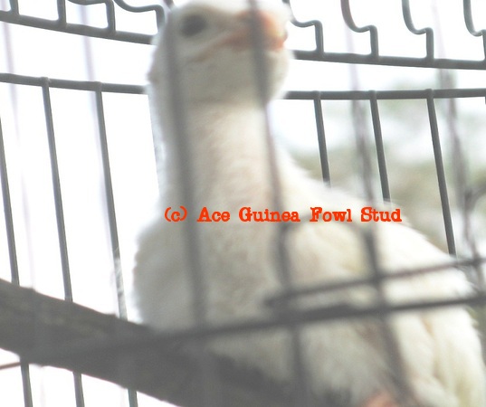 white keet4.JPG