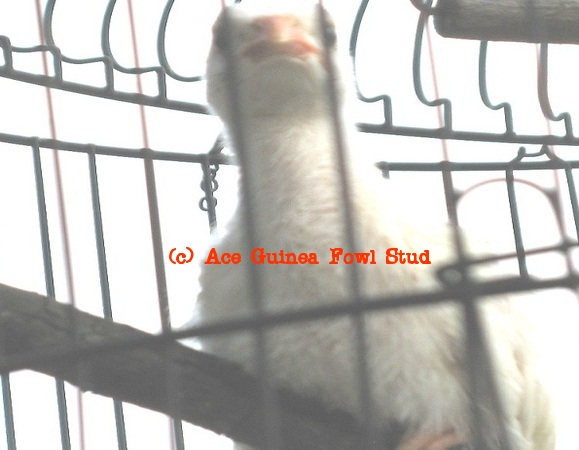 white keet5.JPG