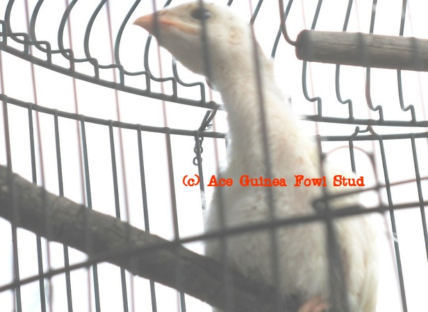 white keet6.JPG