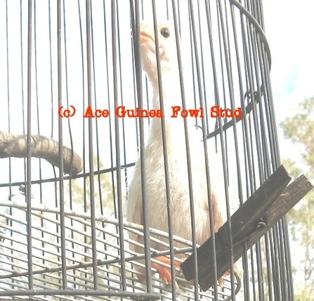 whitekeet1.jpg