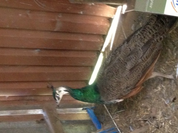 Peahen copy.jpg