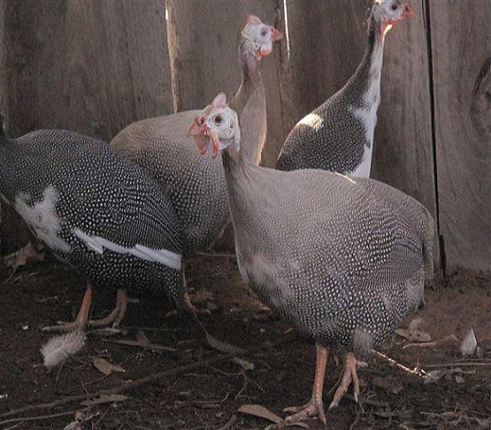 Guinea Fowl 002.jpg