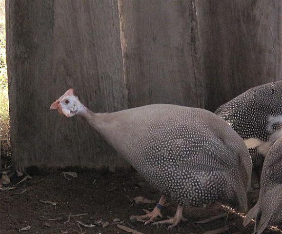 Guinea Fowl 005.jpg