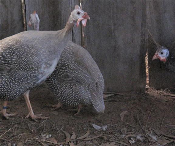 Guinea Fowl 016.jpg