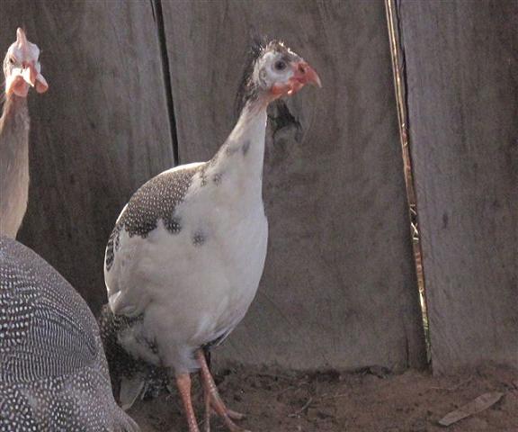 Guinea Fowl 019.jpg