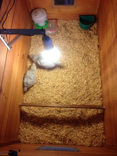 Brooder Box - above.jpg