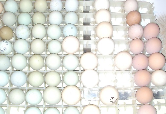 egg tray 2.jpg