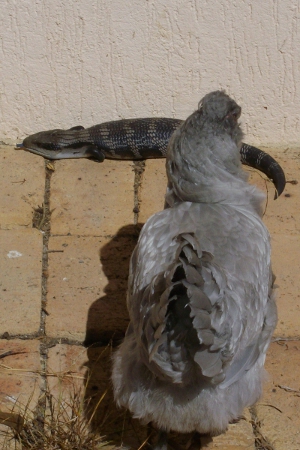 A Curious Encounter With A Blue Tongue.jpg