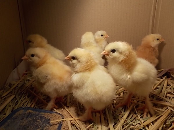 chicks2.jpg