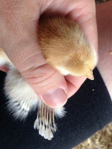 Chick 3.jpg