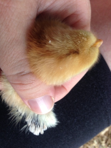 Chick 2.jpg