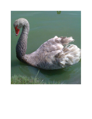 Mearl  or Silver Swan 1.jpg