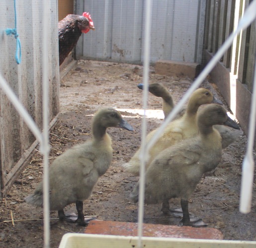 mum with ducks.jpg