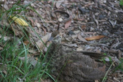 Peachick Eye 1.jpg