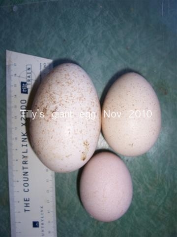 Tillys giant egg.JPG