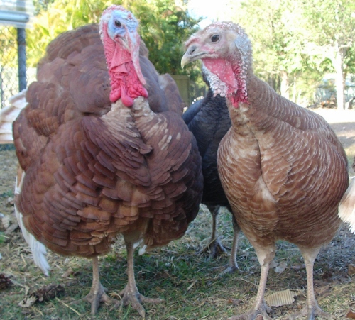 Turkey pair 10.08.14 (2) (500x451).jpg