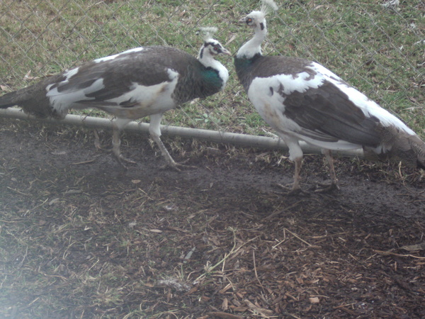 Two reverse pied females.jpg