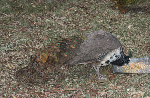 Peahen 2.jpg