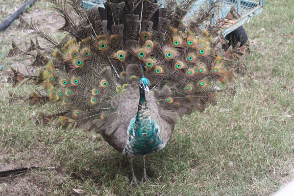 Peahen 7.jpg