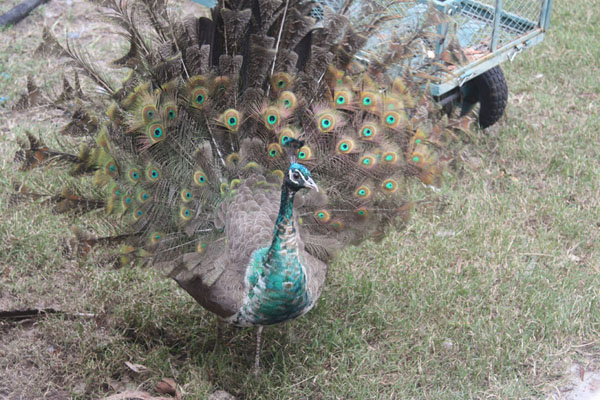 Peahen 8.jpg