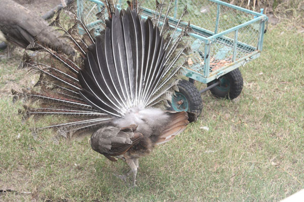 Peahen 9.jpg