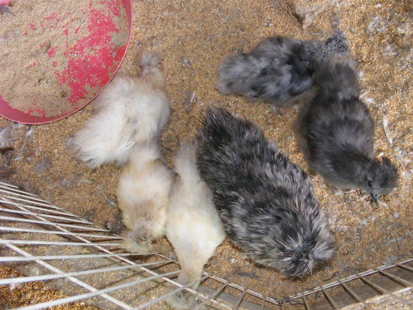 clutch 3, mum in middle, all correct comb colour.jpg
