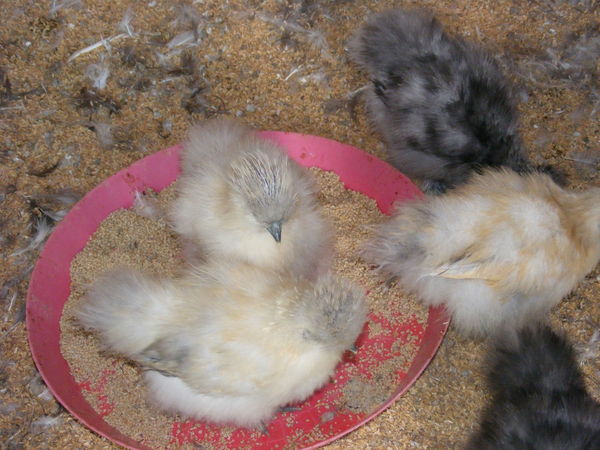 resize, clutch 3 chicks.jpg