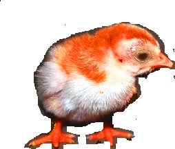 Peaches Keet AK style.jpg