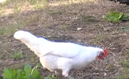 chook.png