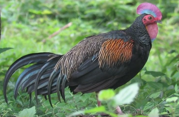 greenjunglefowl.png