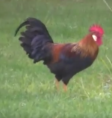 leghorn.png