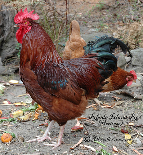 Rhode Island Red (Heritage).jpg