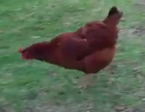 rhode red - Copy.png