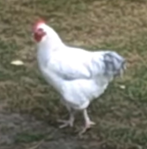 chook.jpg