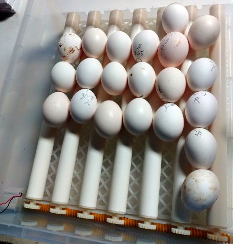 21 eggs 050923.jpg