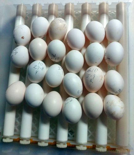23 eggs.jpg