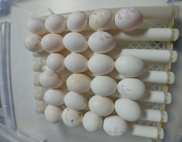 25 eggs 090923.jpg